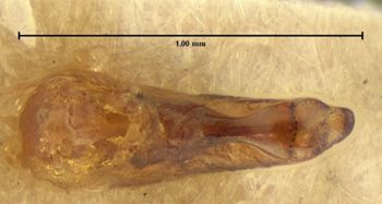 Media type: image;   Entomology 33572 Aspect: genitalia